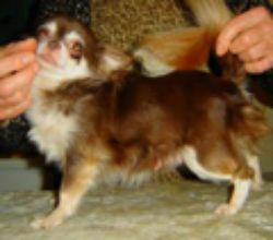 Tiny Mite's Chocolate Love