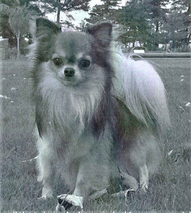 Kurukulla Franknfurter