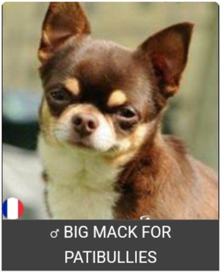 Big Mack For Patibullies