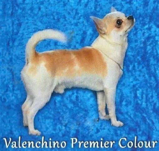 Valenchino Premier Colour At Sandiman