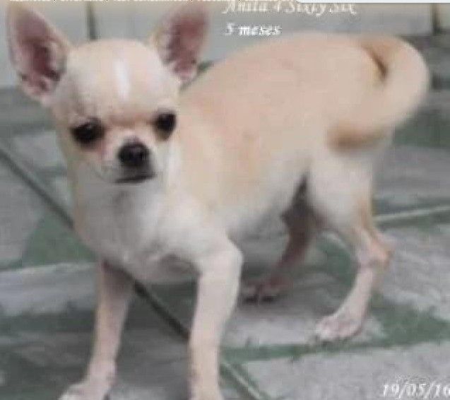 Yo Soy Anita 4 Sixty Six
