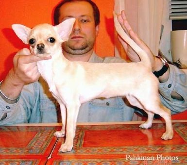 Massar Atomik Kitten
