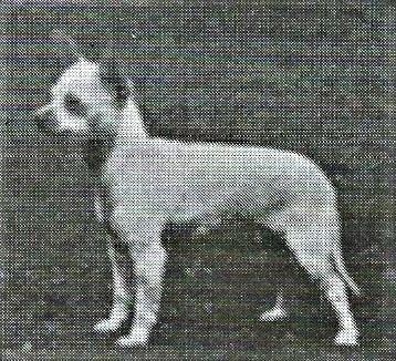 Brownridge Jofos Paloma