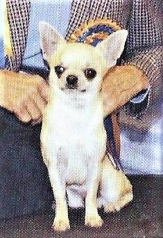 Widogi Willibelucky