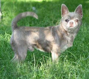 Miuchi Miro Julius Plukker