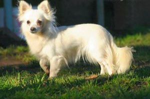 Toccata White Ave Bengal