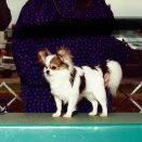 Windsong's Blissie Sue