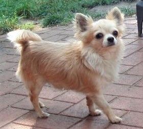 Amadeus Von Chimania