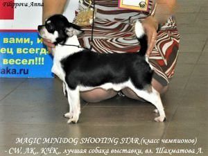 Magic Minidog Shooting Star