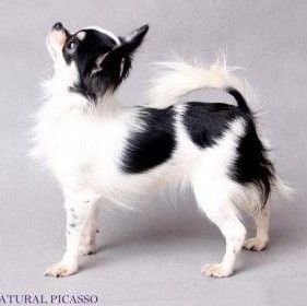 Zoyas Kingdom Natural Picasso