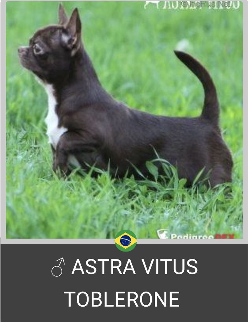 Astra Vitus Toblerone