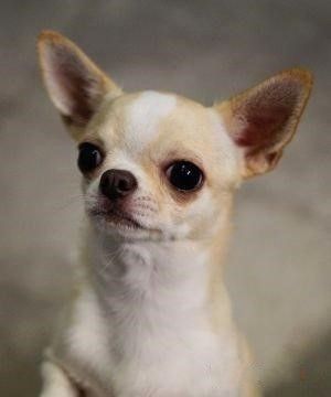 Wild Rose Tipich.Chihuahua