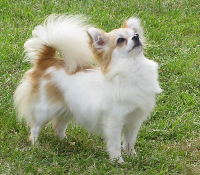 Amarantos Orlene