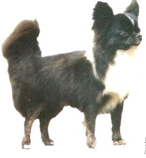Tizoc Esquer