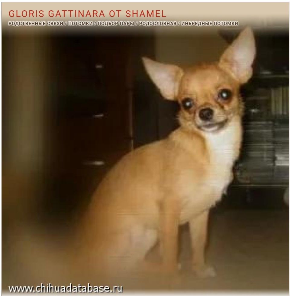 Gloris gattinara ot shamel