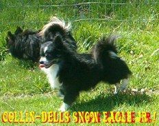 Collin-Dells Snow Eagle Jr