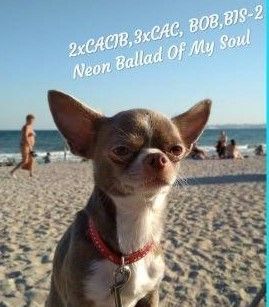 Neon Ballad of my soul