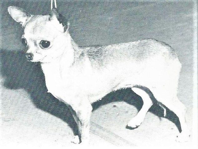 Winterlea Twinkle Of Mingulay