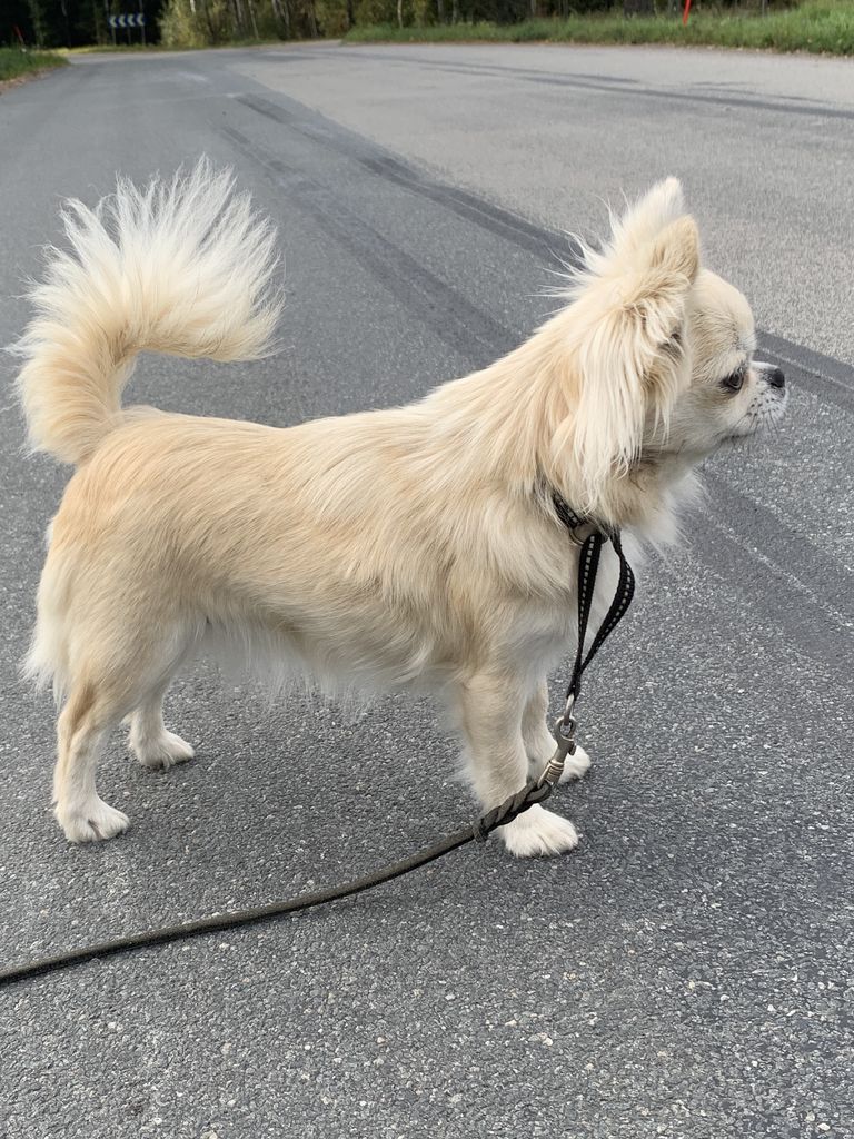 A Small Paw Act Like A Queen