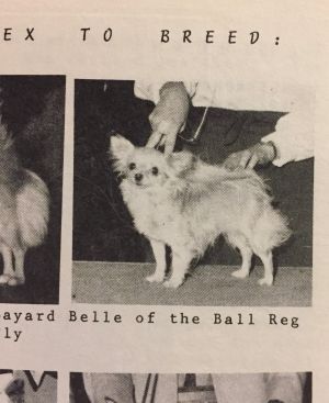 Bayard Belle of The Ball Reg