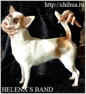 Helena's Band Extravaganza