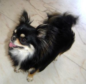Vivian Del Zorrito