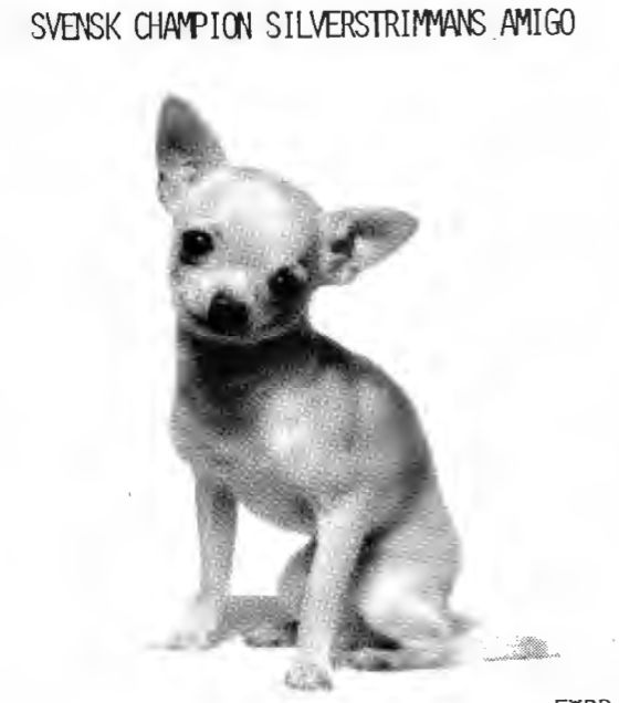 Silverstrimmans Amigo