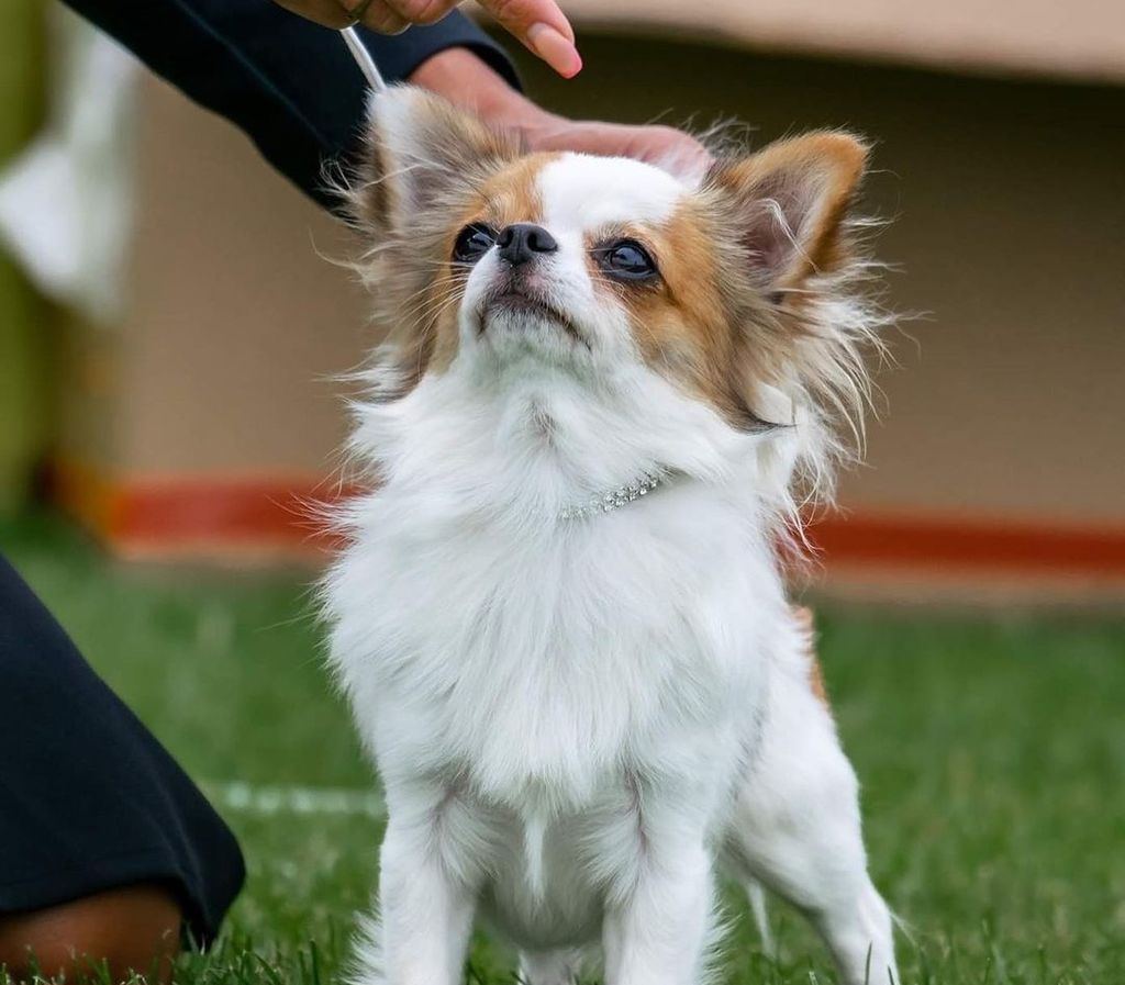 Chi's Lovely Titus Andronicus