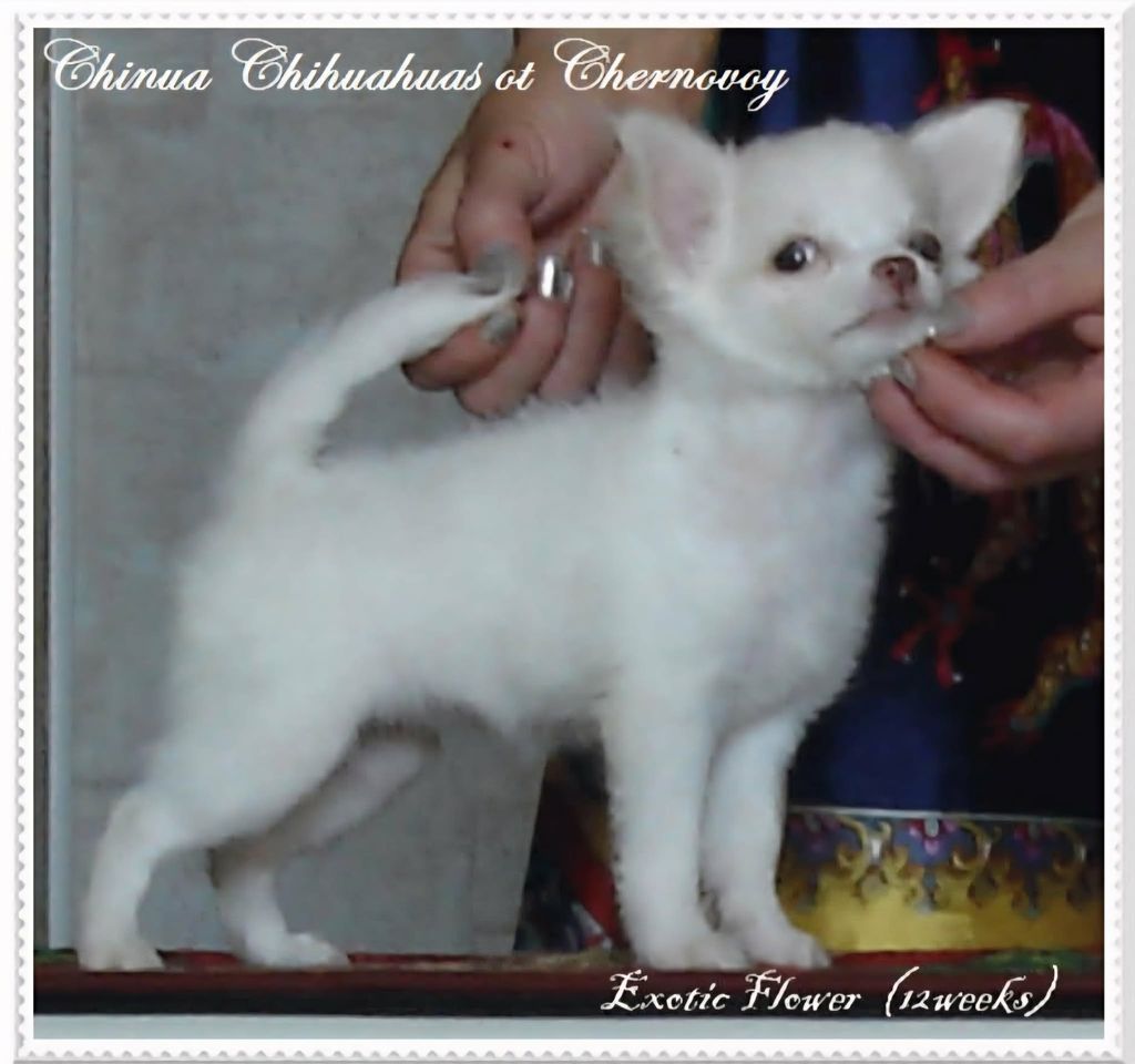 EXOTIC FLOWER OT Chernovoy