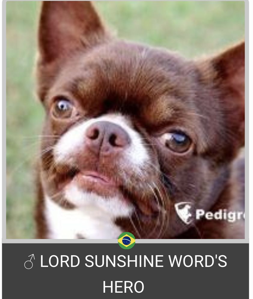 Lord Sunshine Word’s Hero
