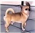 Dachida's Dressed To Thrill