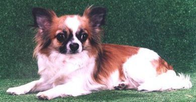 Sanflay Daniella Delitsiya