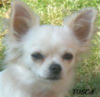 Labelloschis Dancing Tosca