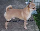 Veldis Natsionalnaya Elita