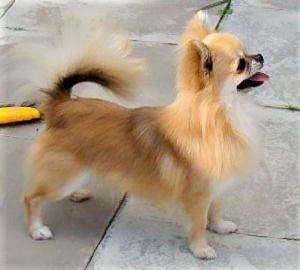 Bramerita Artful Rascal
