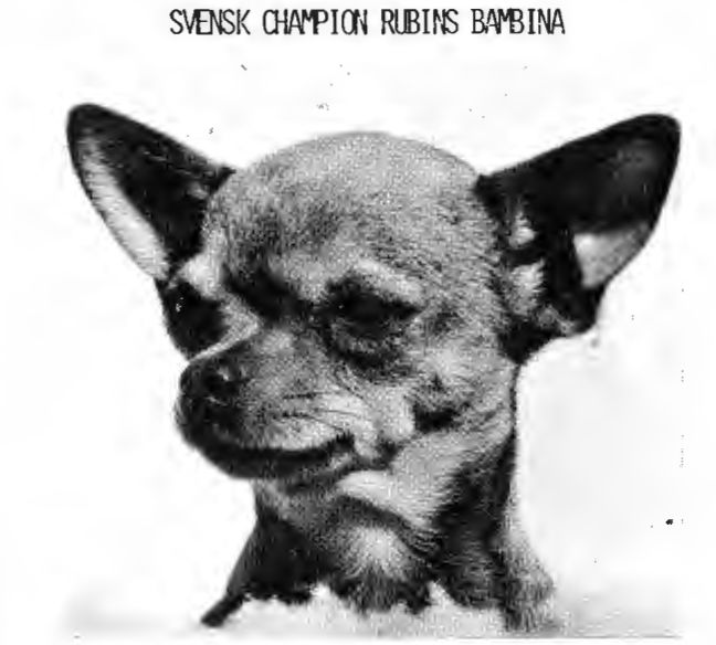 Rubins Bambina
