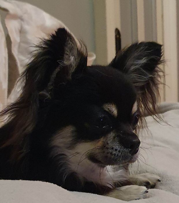 Countrychi Heartbreaker