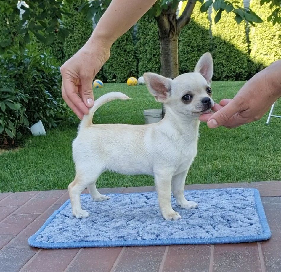 Berhof Deizy Adorable