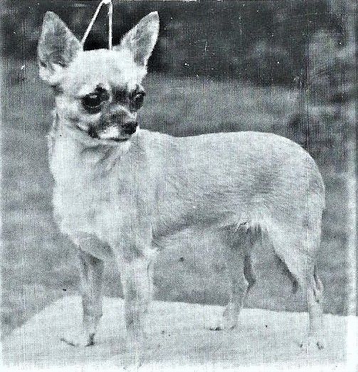 Molimor Zillah