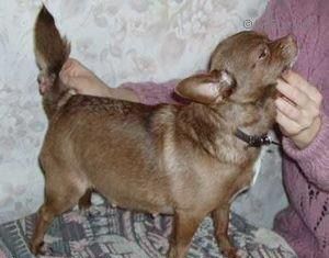 Sanflai Best Brown Delux