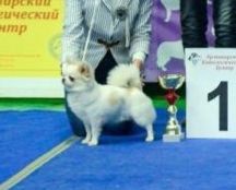 MICROSCHIHUAS MR BIS