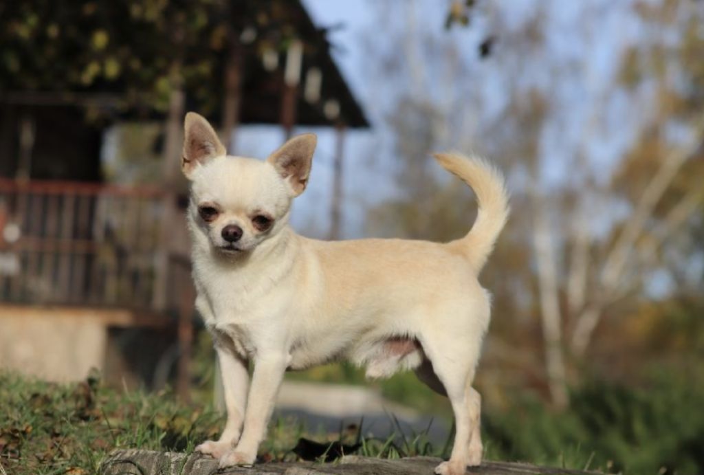 Chihuahua Del Valle Maddito Joe