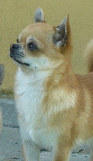 Bramerita Mighty Atom