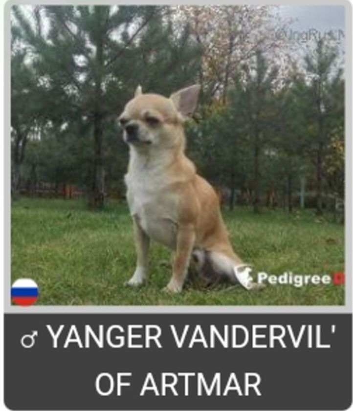Yanger Vadervil Of Artmar