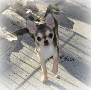 Chula's Angel Wore Red