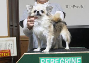 Peregrine Jp Amazing Grace
