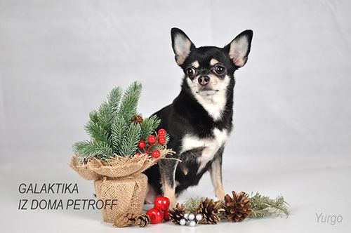 Galaktika Iz Doma Petroff