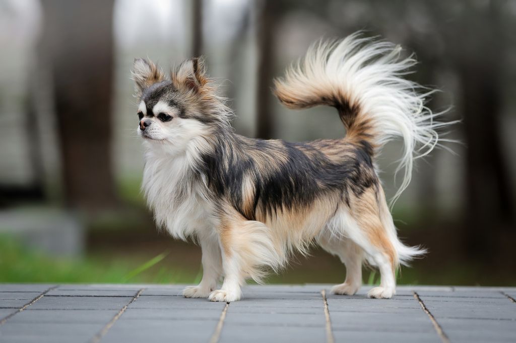 Don Diego Tipichi.Chihuahua
