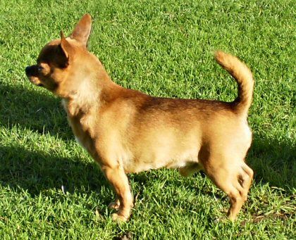 Salinacruz Foxy's Fortune
