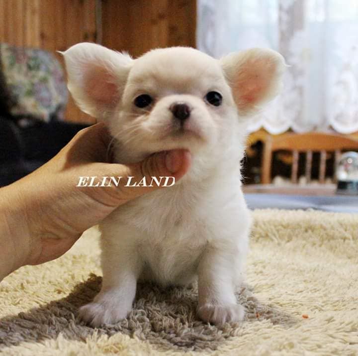 Elin Land Nargiza